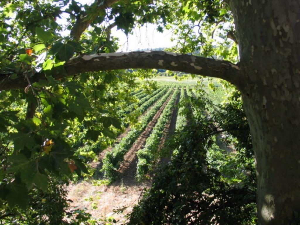Domaine Saint Dominique Hotel Seillons-Source-d'Argens Bagian luar foto